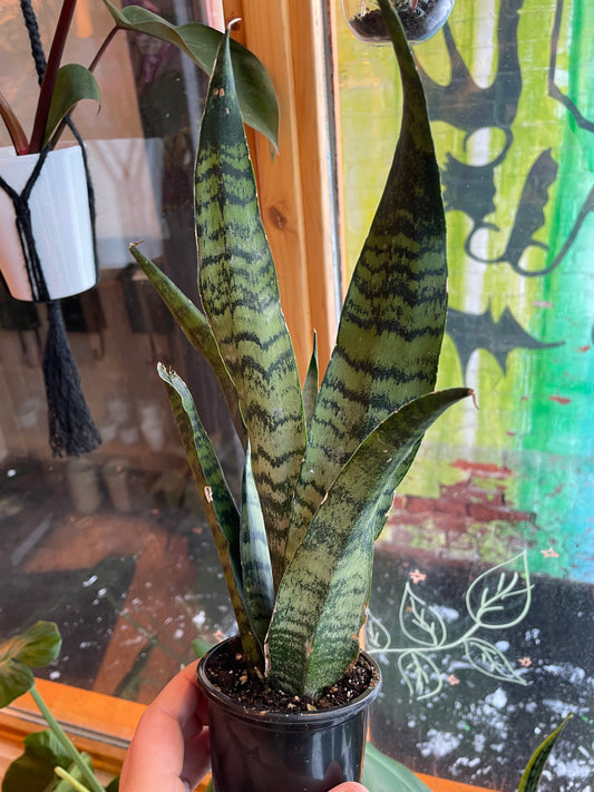 3.5" Sansevieria Zeylanica