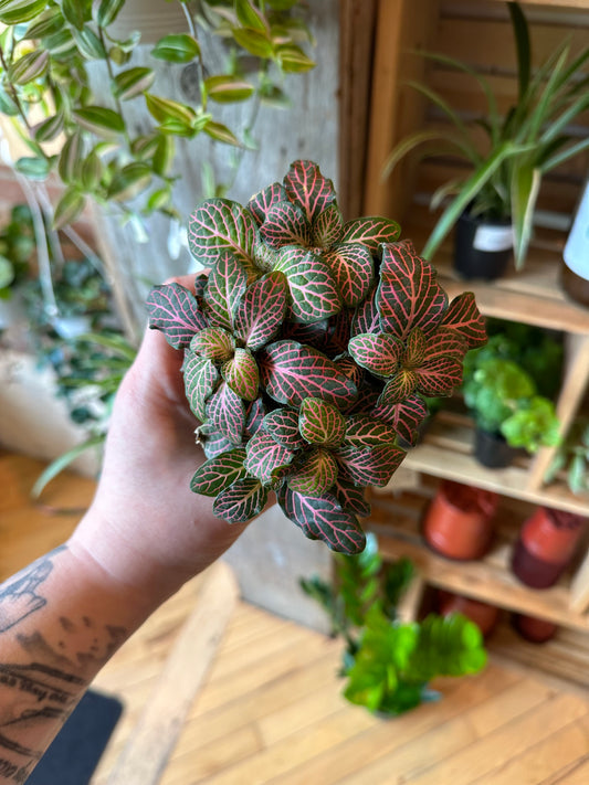 3.5" Fittonia Pink