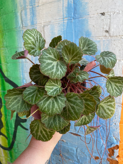 3.5" Strawberry Begonia | Saxifraga Stolonifera