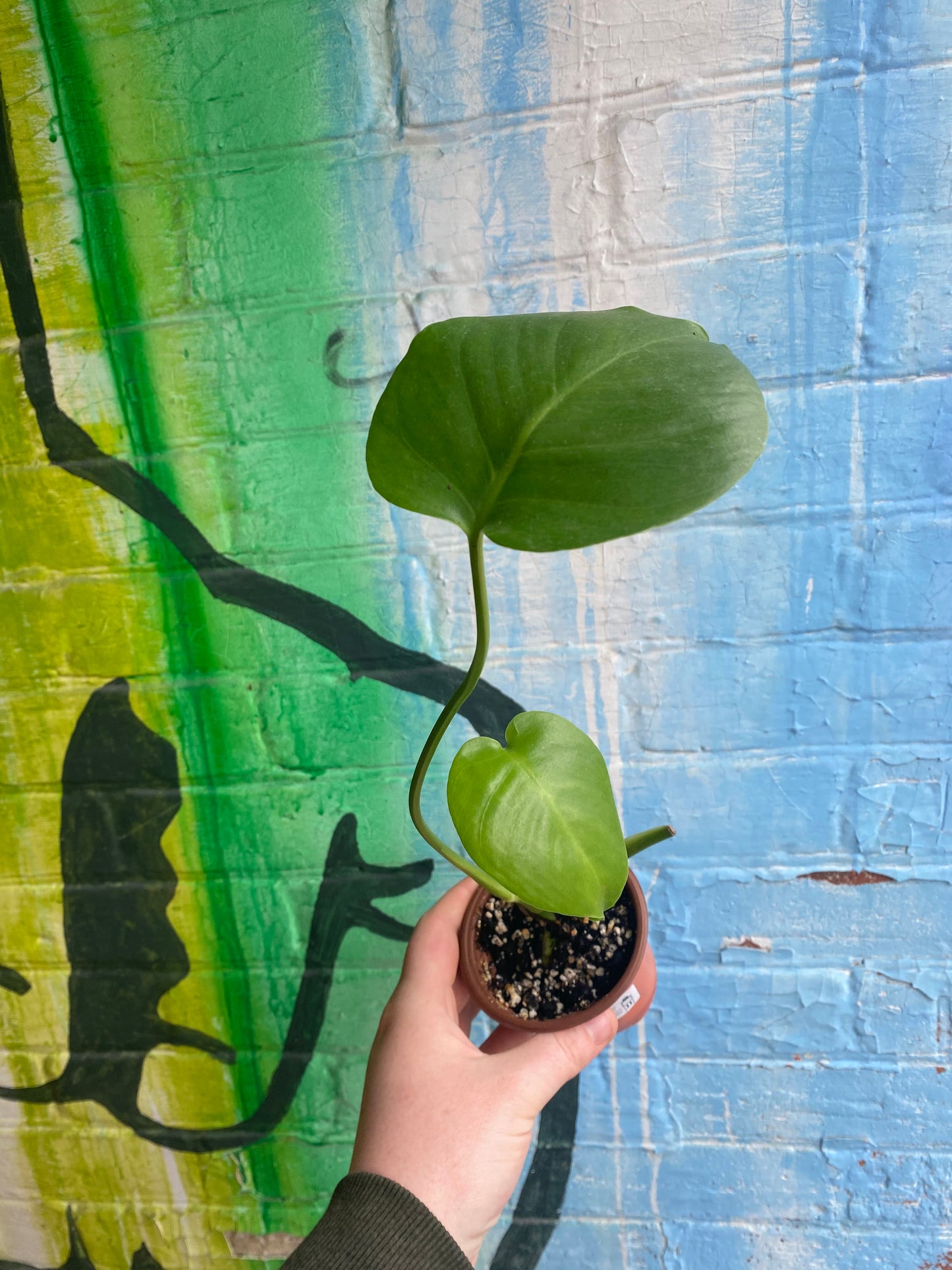 4" Monstera Deliciosa