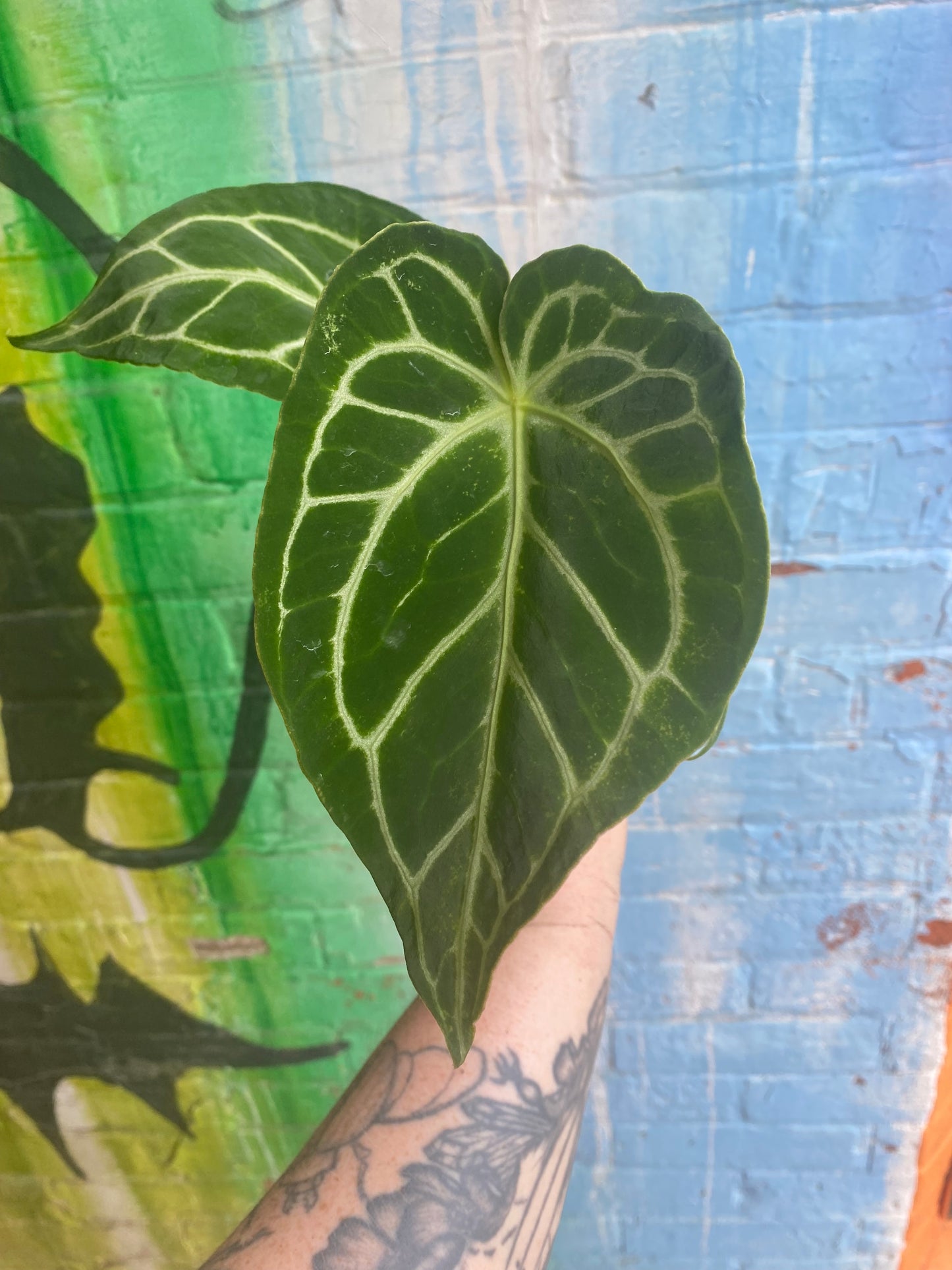 4” Anthurium Crystalinum Turtle