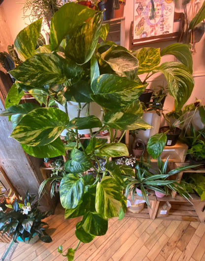 8" Hawaiian Pothos Hanging Basket