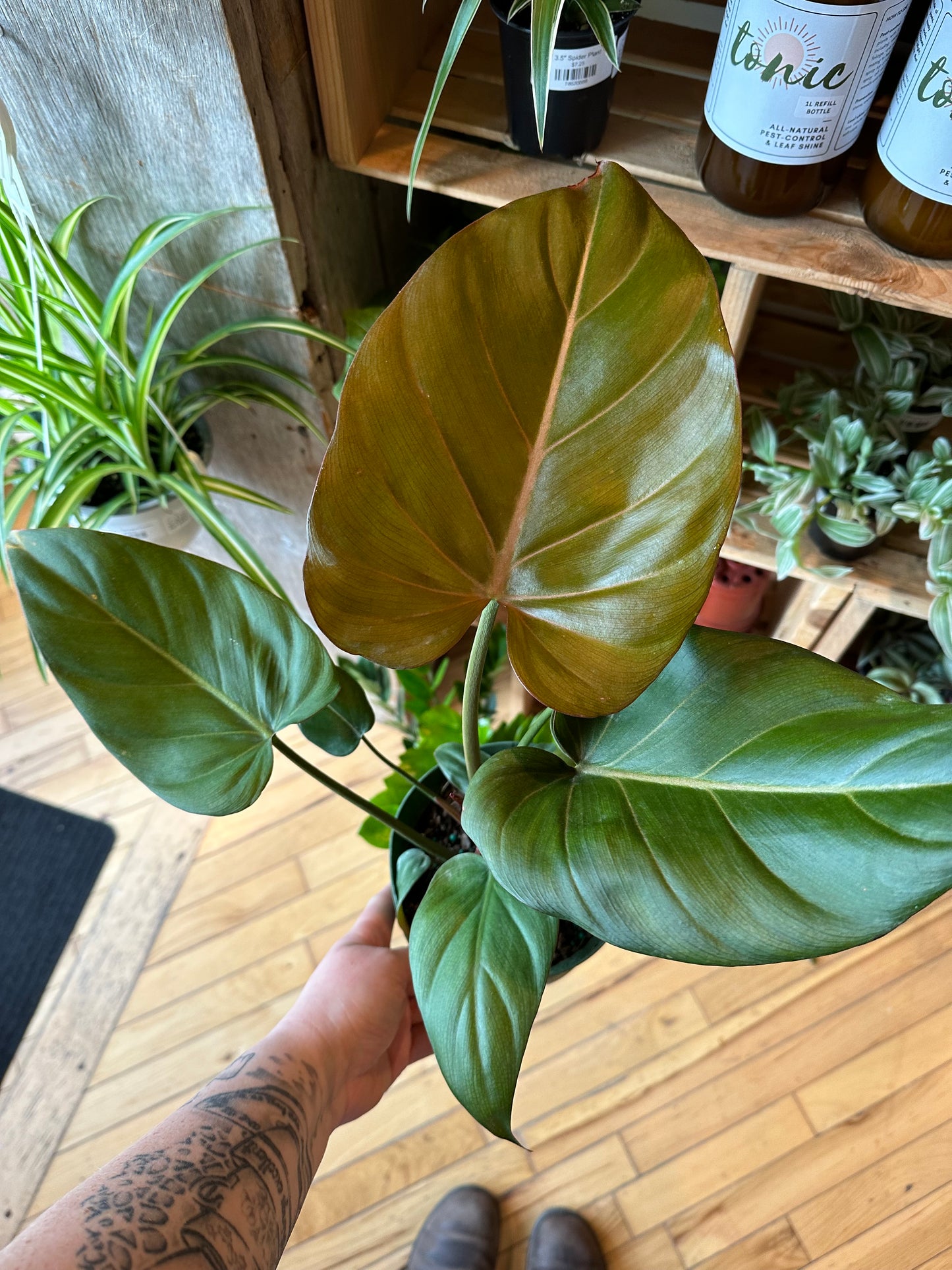 6" Philodendron Summer Glory