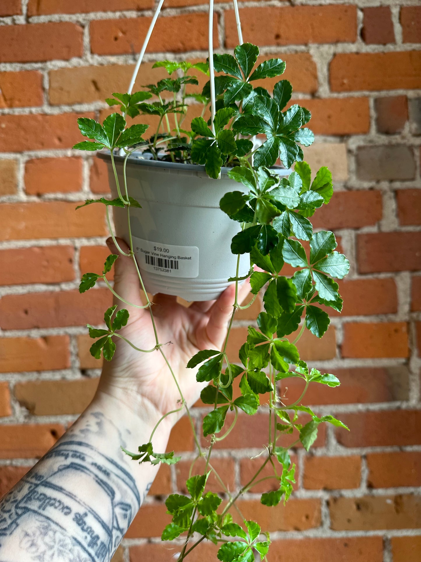 6" Sugar Vine Hanging Basket