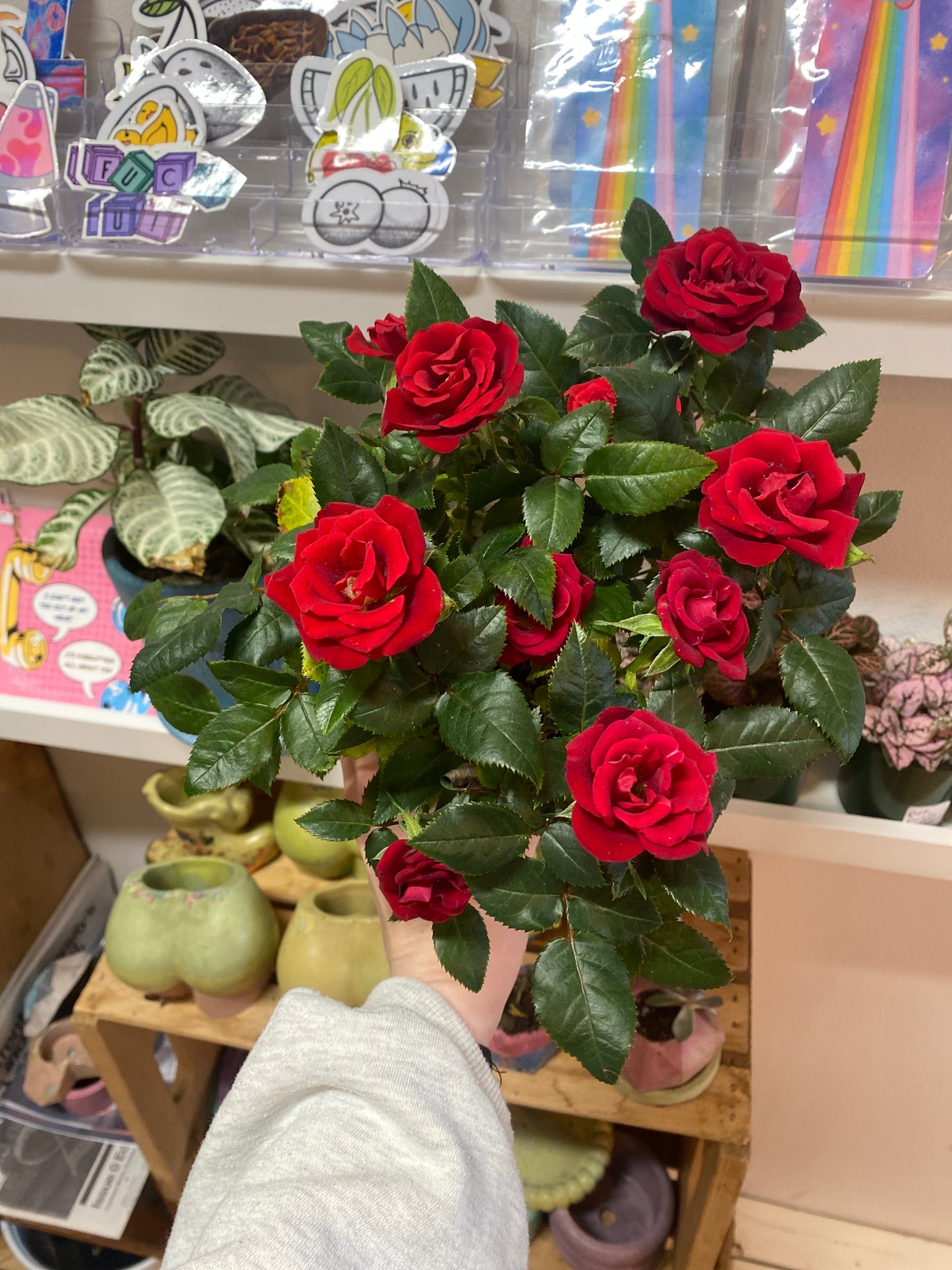 4” Red Mini Rose Bush