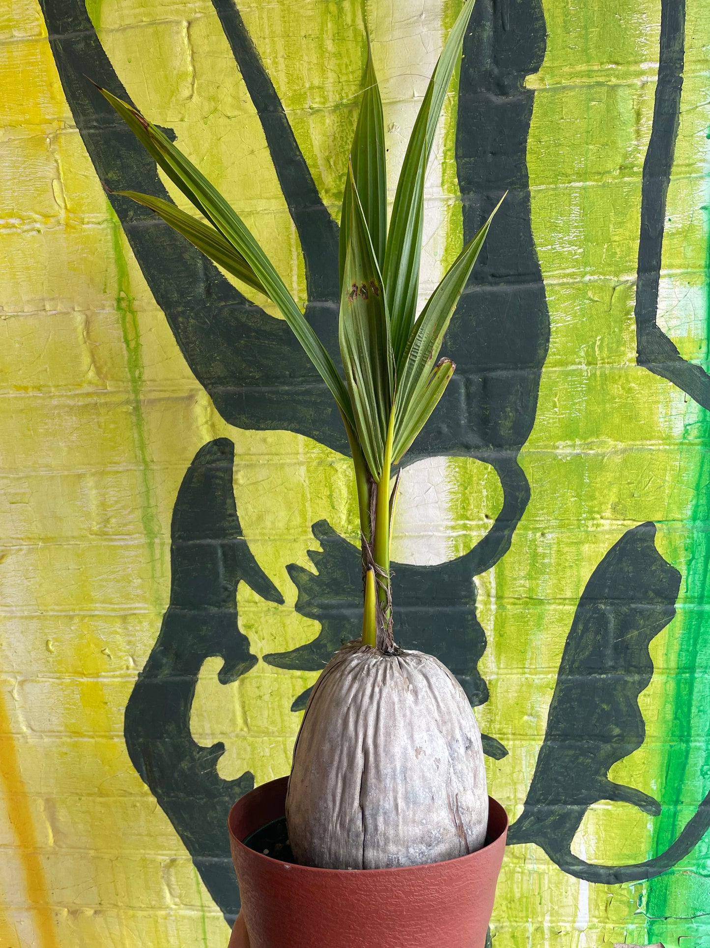 6” Coconut Palm