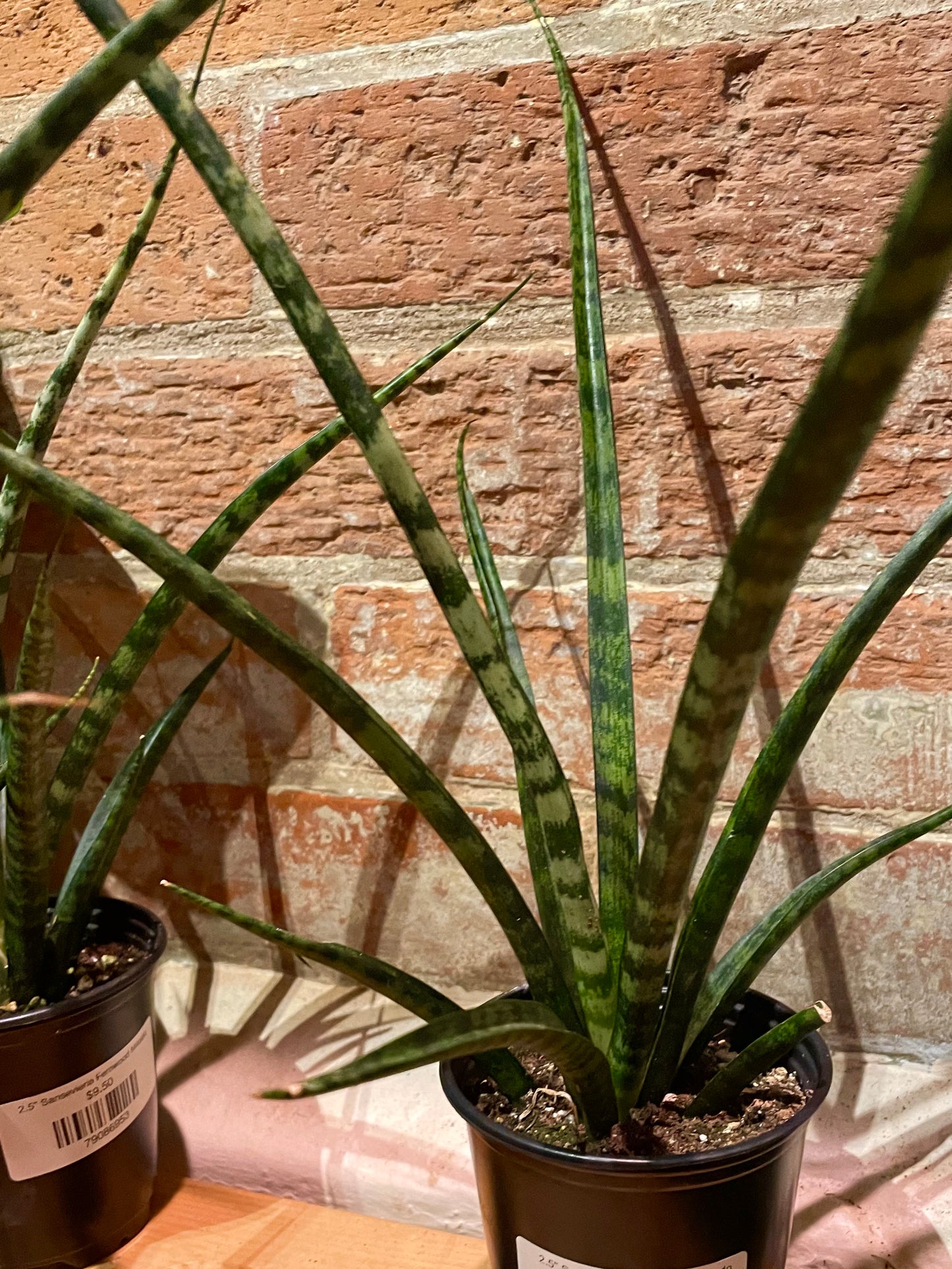 4" Sansevieria Fernwood Mikado