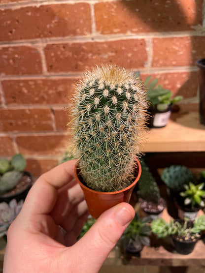 2.5” Mammillaria Albicans Cactus