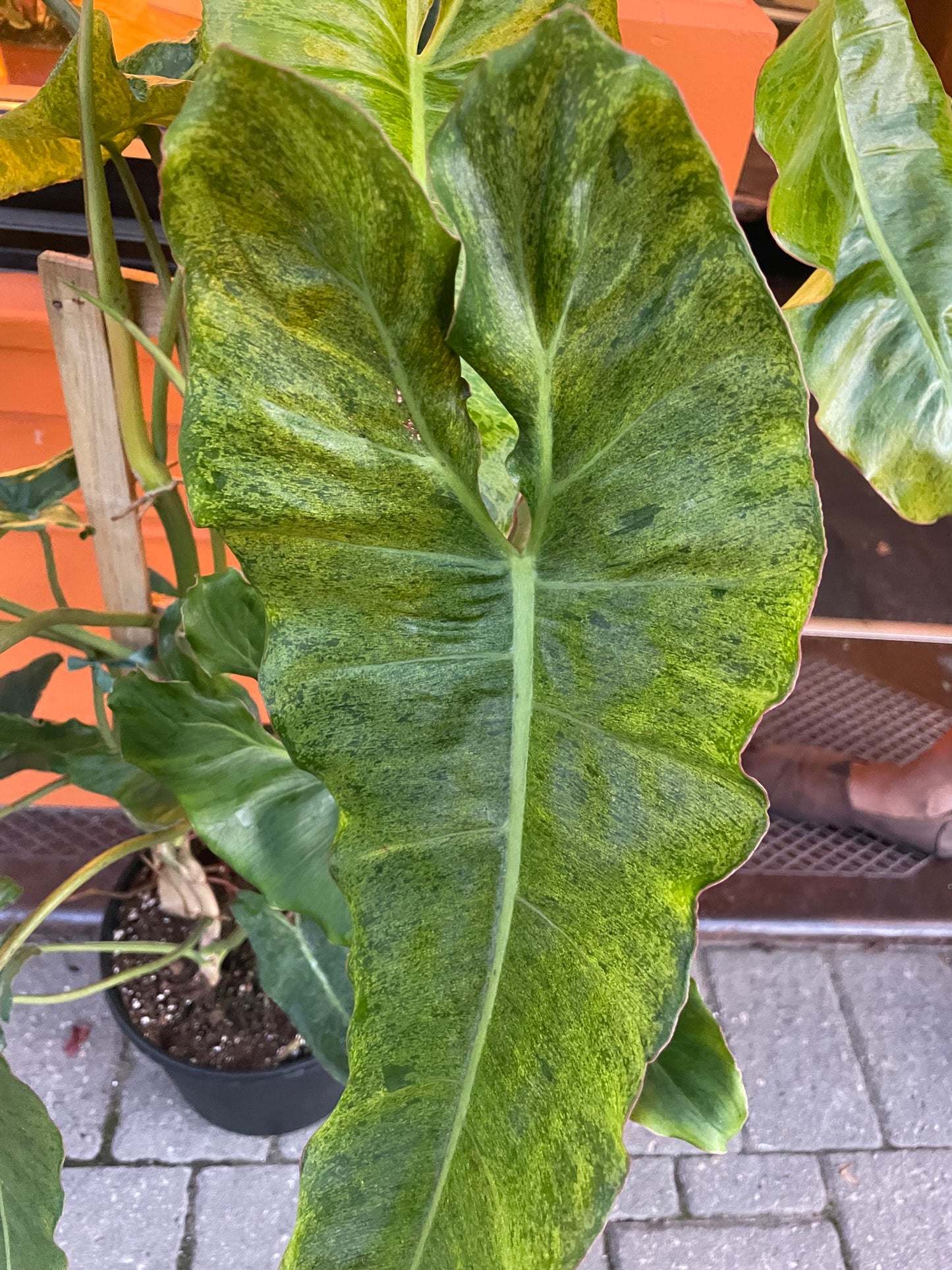 12” Philodendron Paraiso Verde Trellis