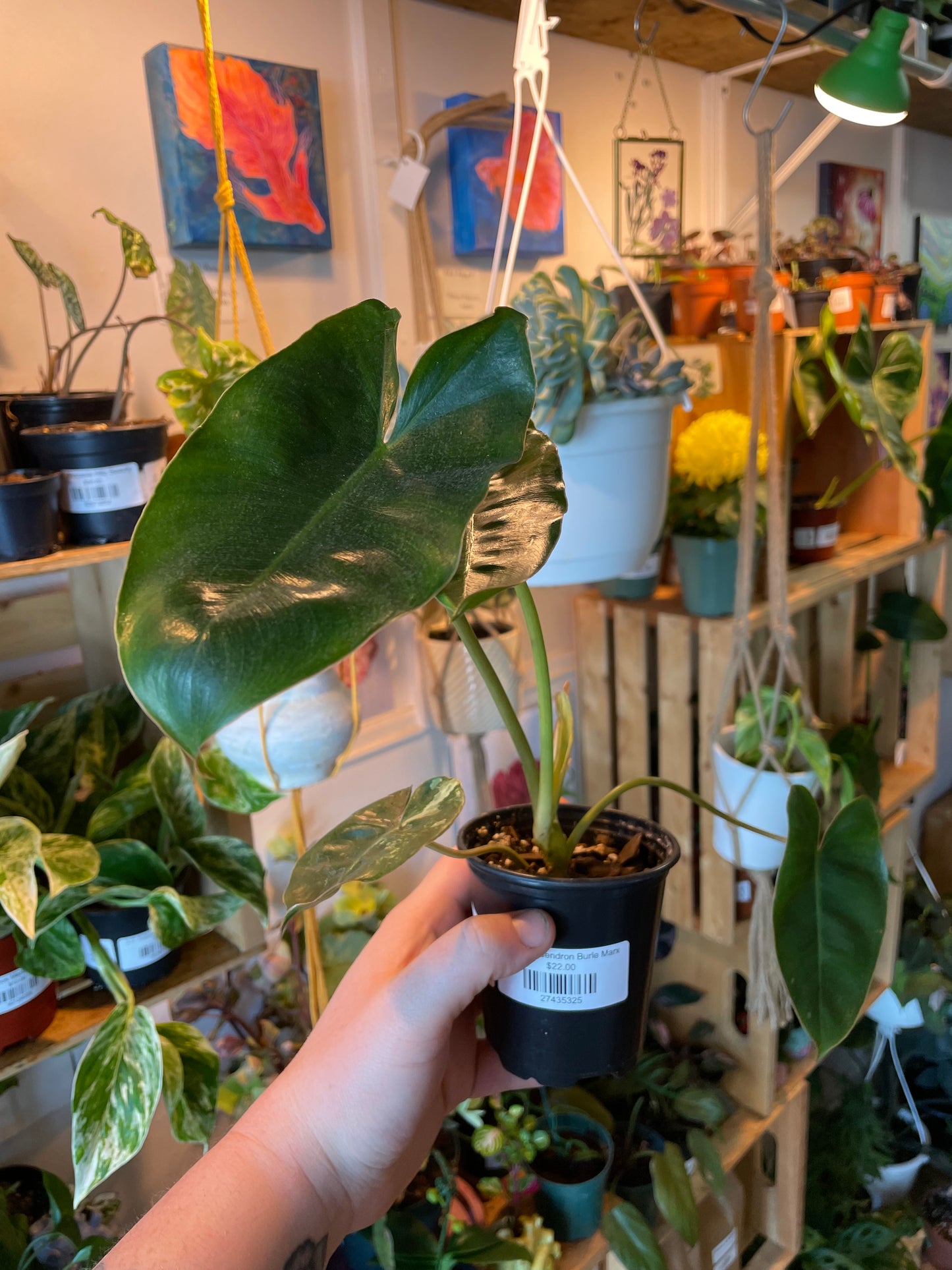 3.5" Philodendron Burle Marx