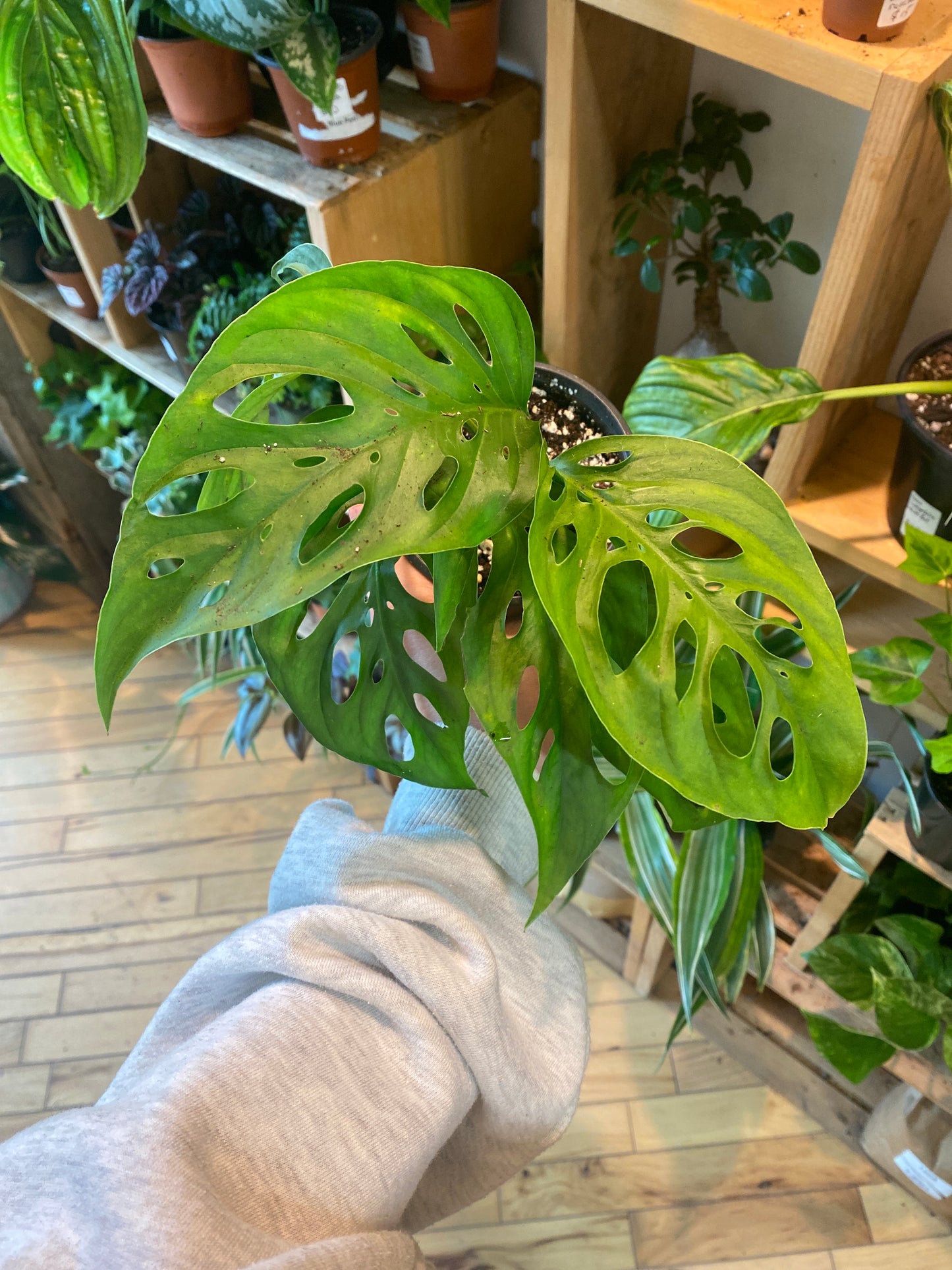4” Monstera Adansonii