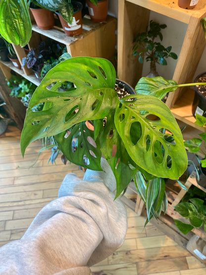 4” Monstera Adansonii
