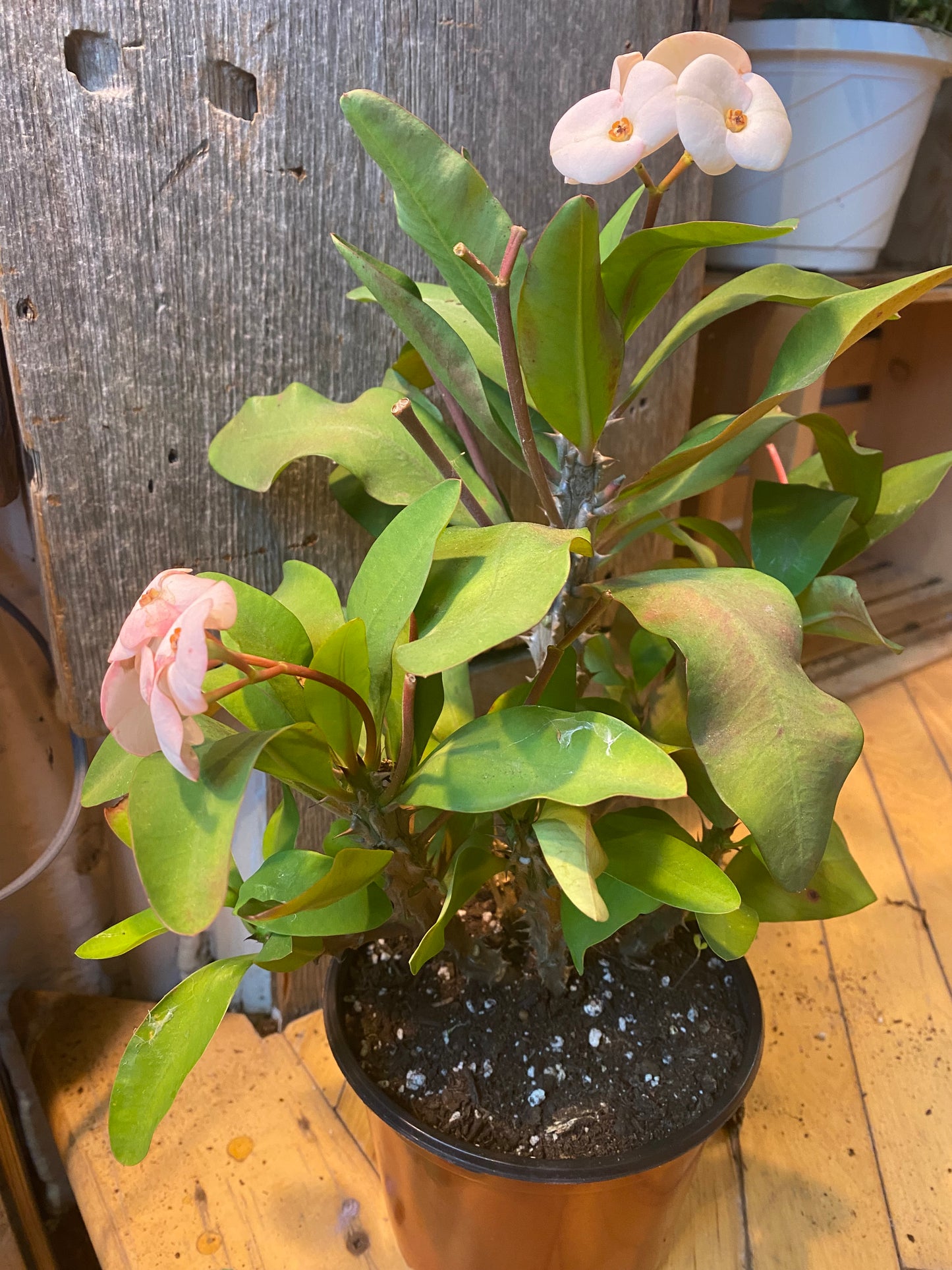 6" Euphorbia Milii | Crown of Thorns