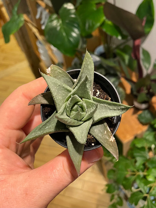 2.5" Haworthia Savanna