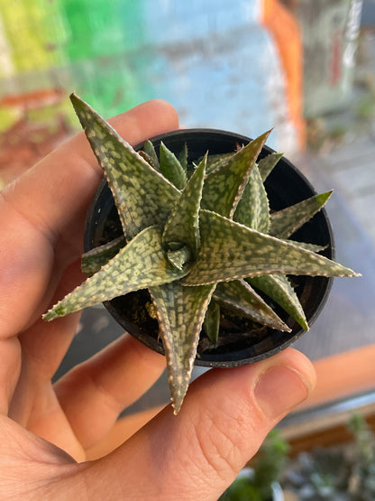 2.5" Aloe Rauhii