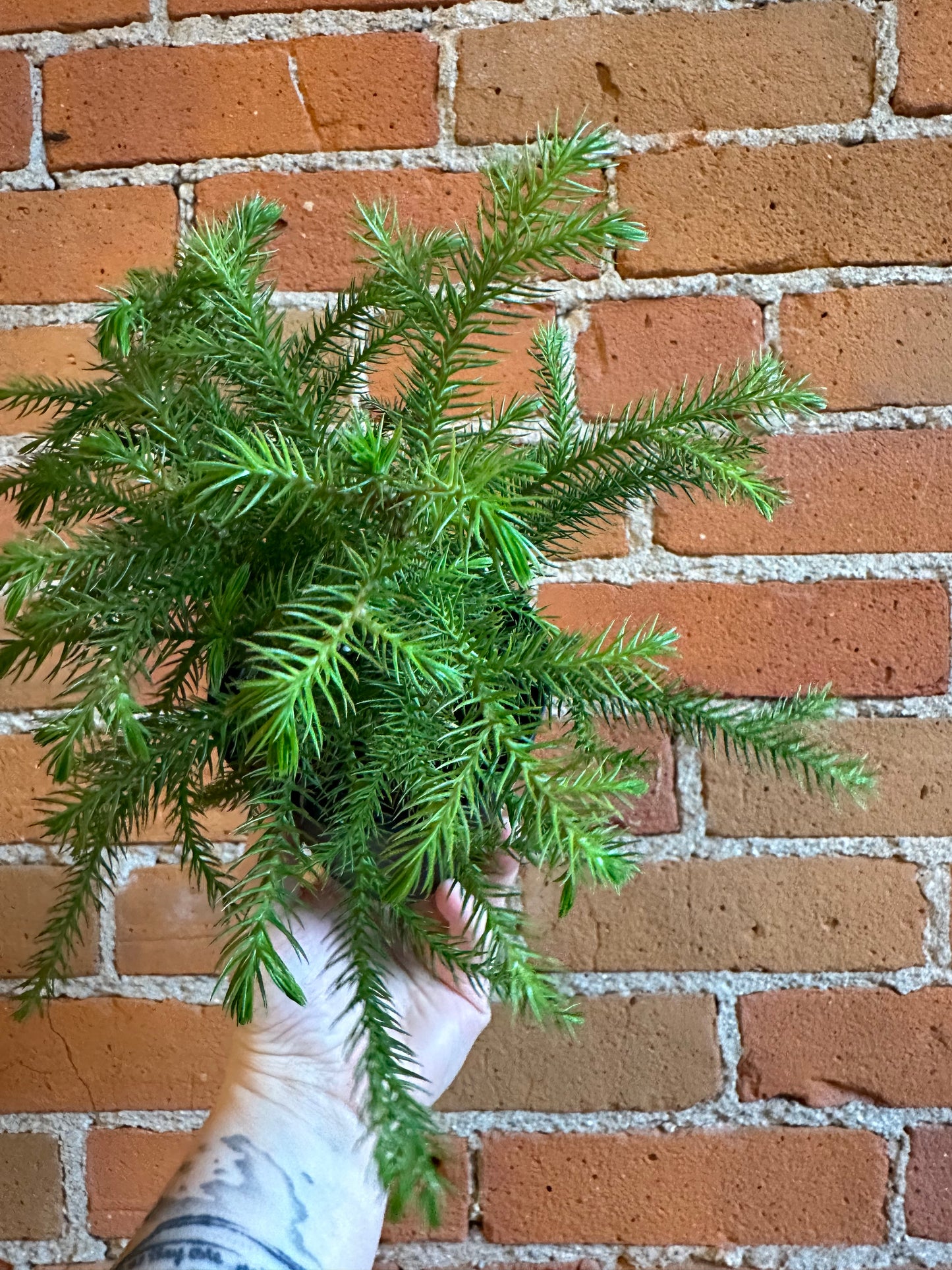 4" Norfolk Pine