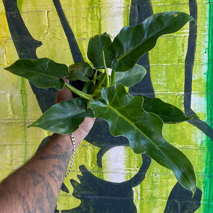 4" Philodendron Bob Cee