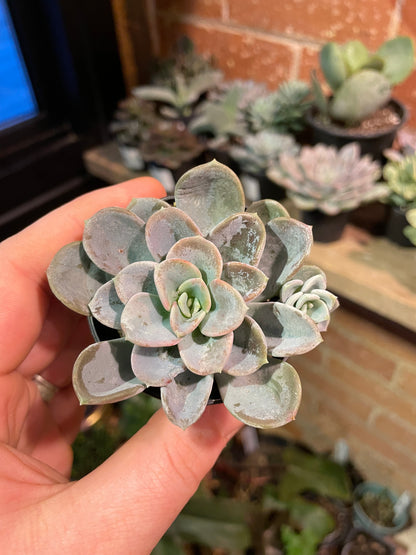 2.5” Pachyveria Orpet