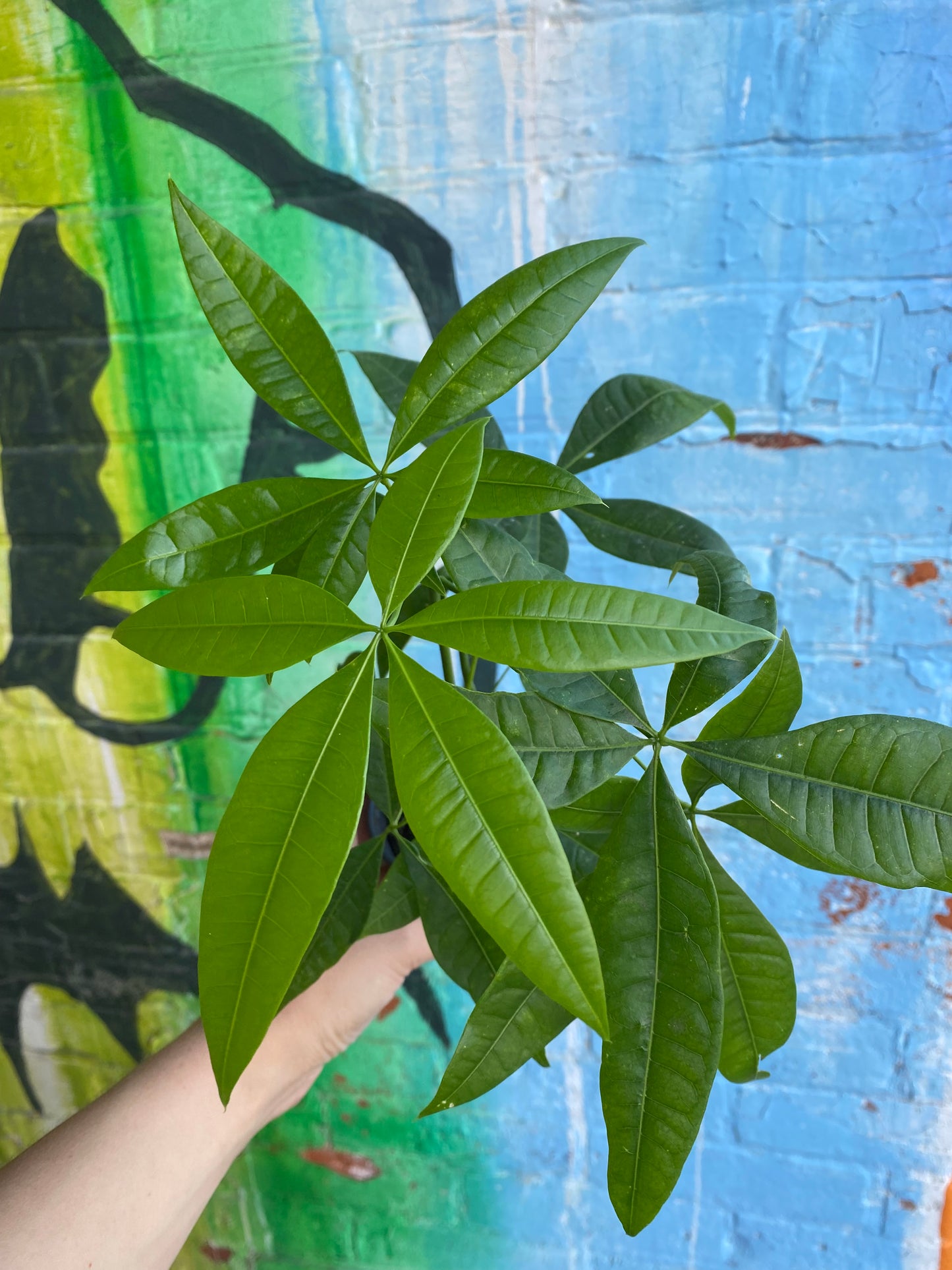 3.5" Pachira Aquatica | Money Tree