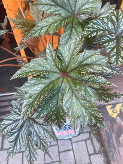 10” Begonia Gryphon