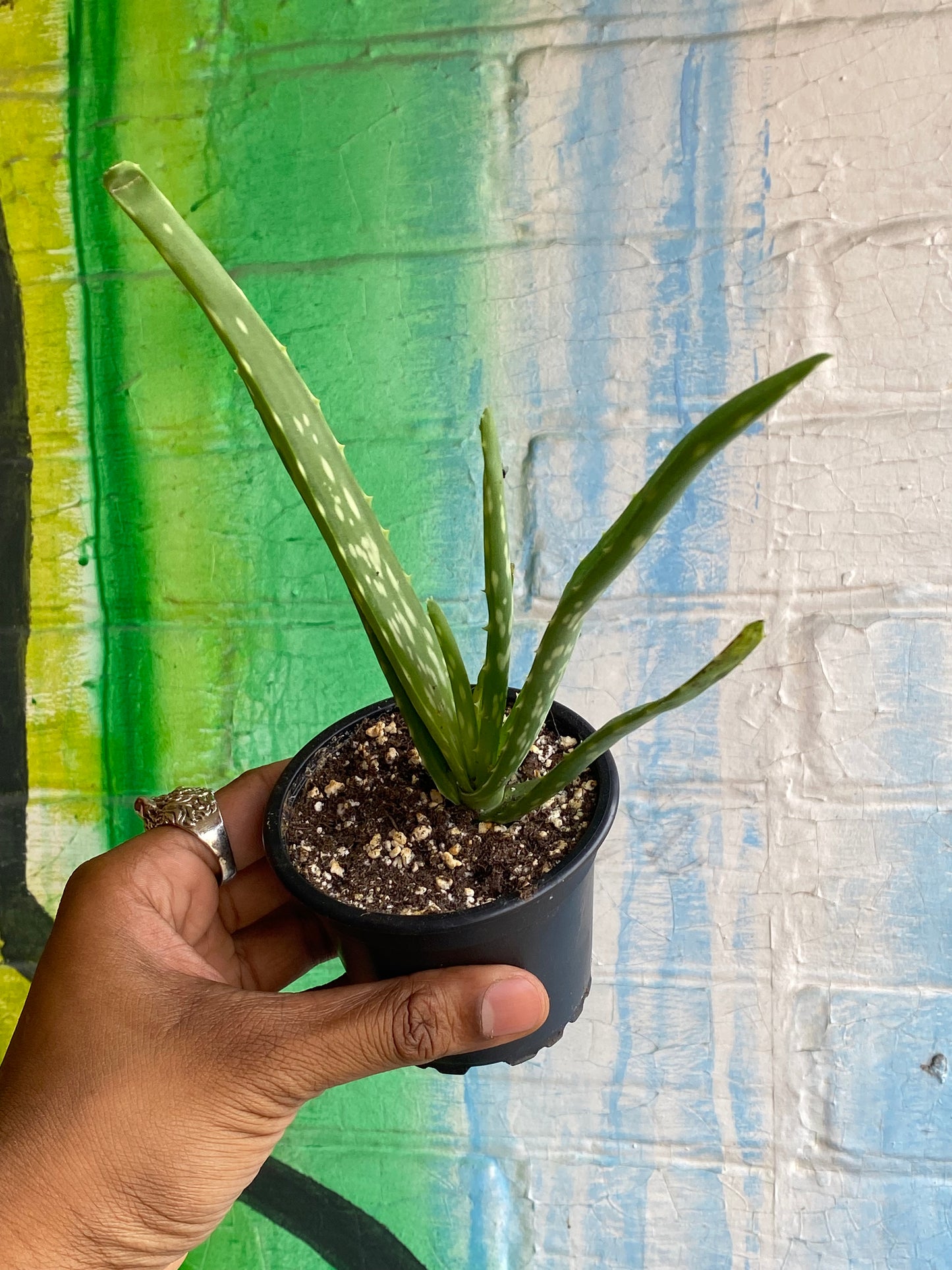 3.5" Aloe Barbadensis