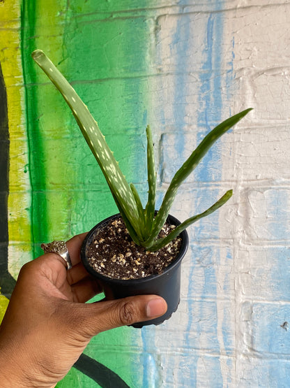 3.5" Aloe Barbadensis