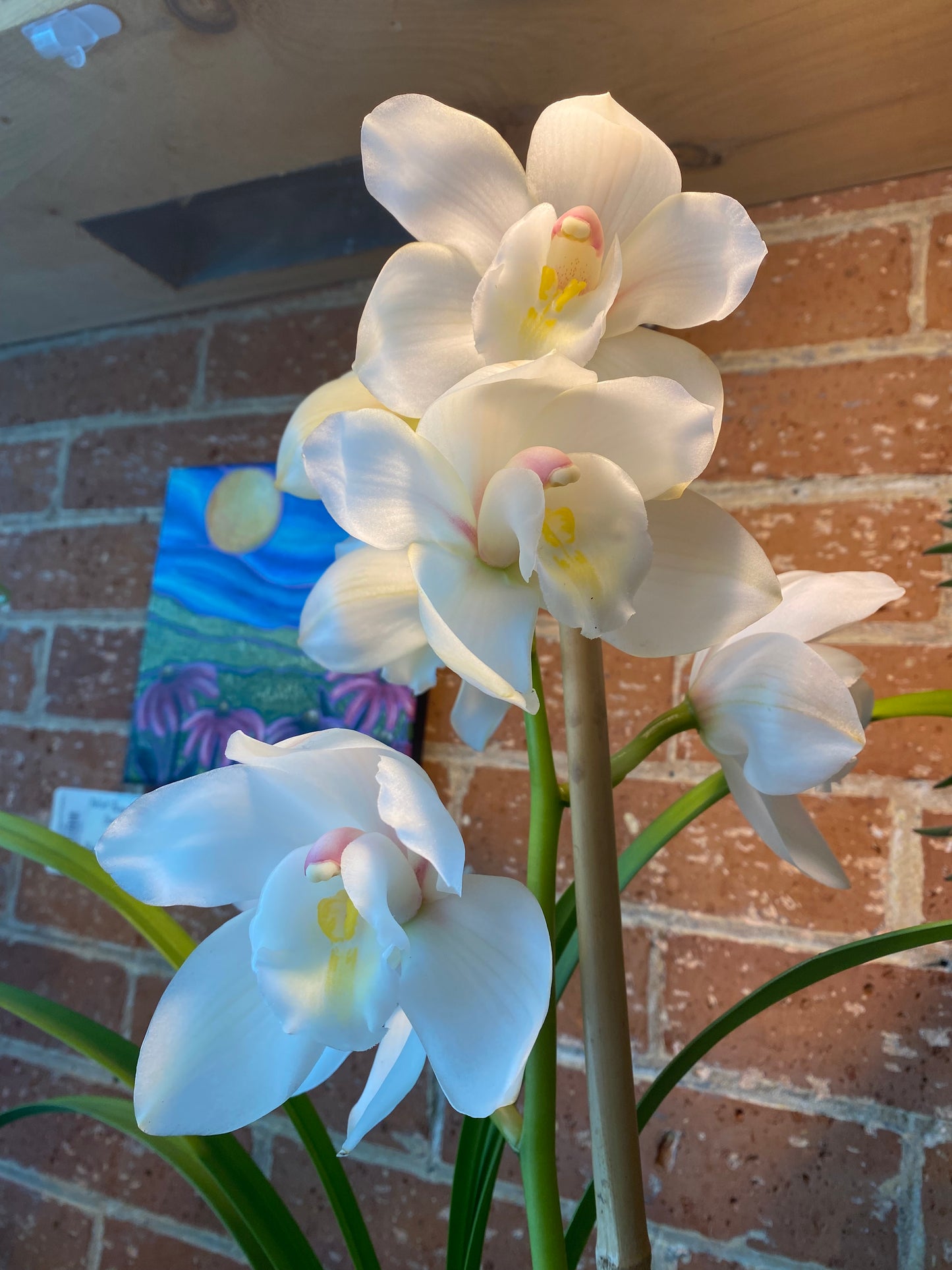 6" White Cymbidium Orchid