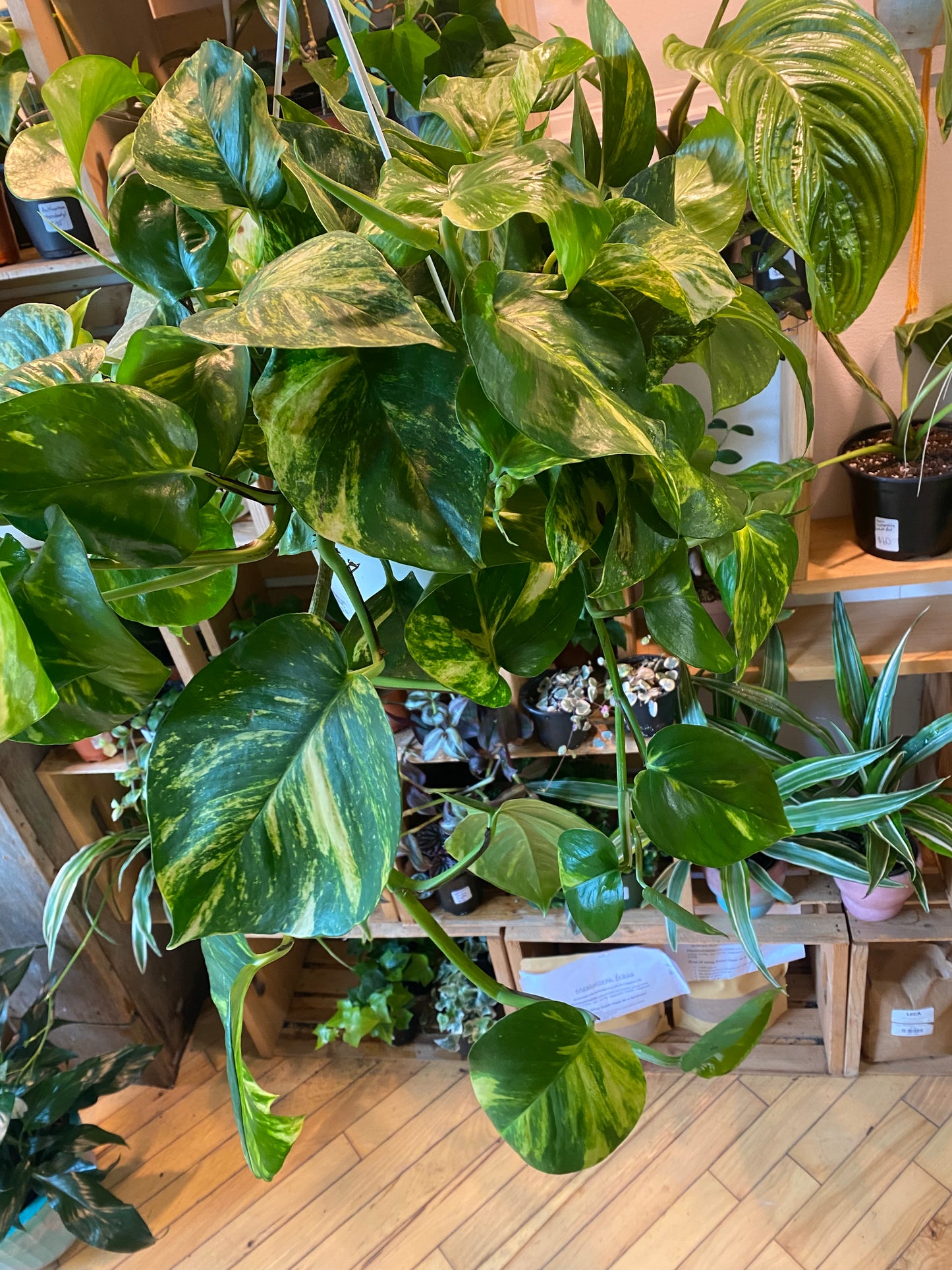 8" Hawaiian Pothos Hanging Basket