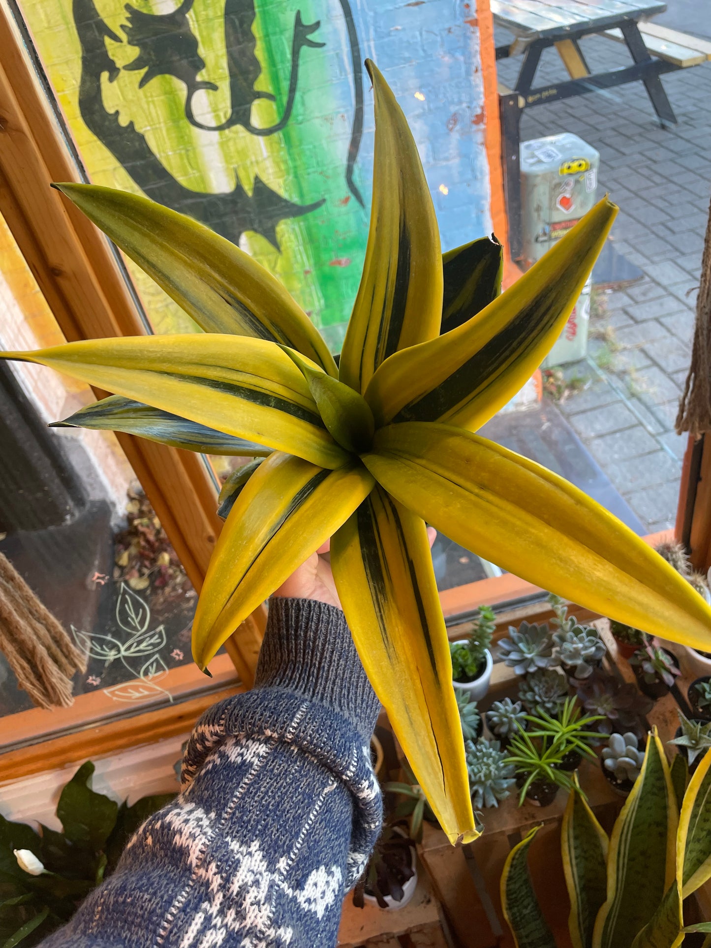 6" Sansevieria La Rubia