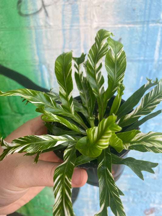 3.5 Variegated Asplenium nidus | Bird's Nest Fern