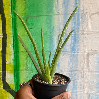 3.5" Aloe Barbadensis