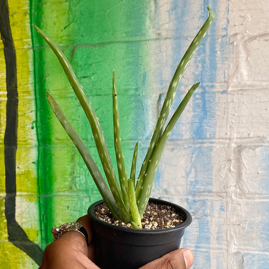 3.5" Aloe Barbadensis