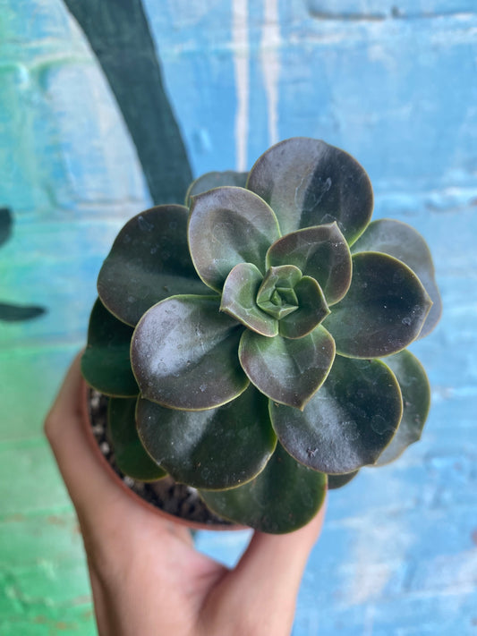 3.5" Echeveria Melaco
