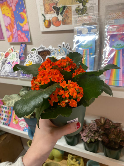 4” Orange Kalanchoe Blossfeldiana