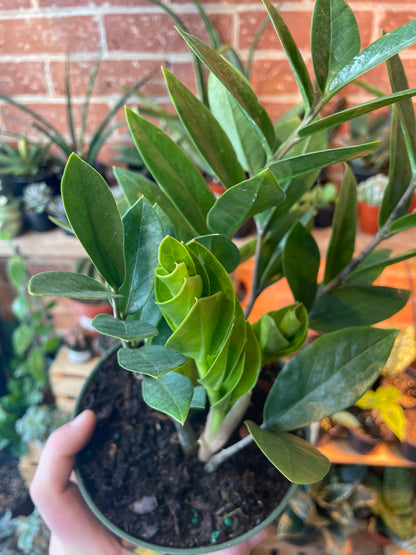 6" ZZ Plant | Zamioculcas Zamiifolia