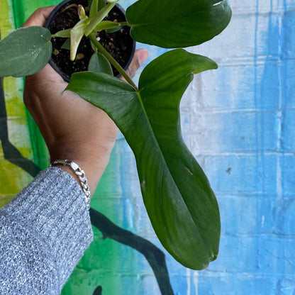 4" Philodendron Glad Hands