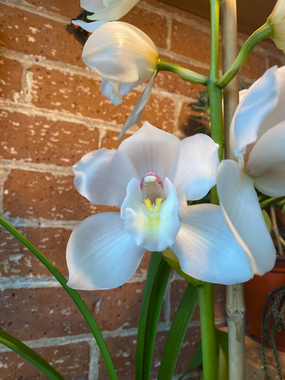 6" White Cymbidium Orchid