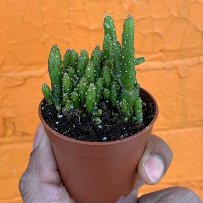 2.5" Opuntia Tuna Monstruosa