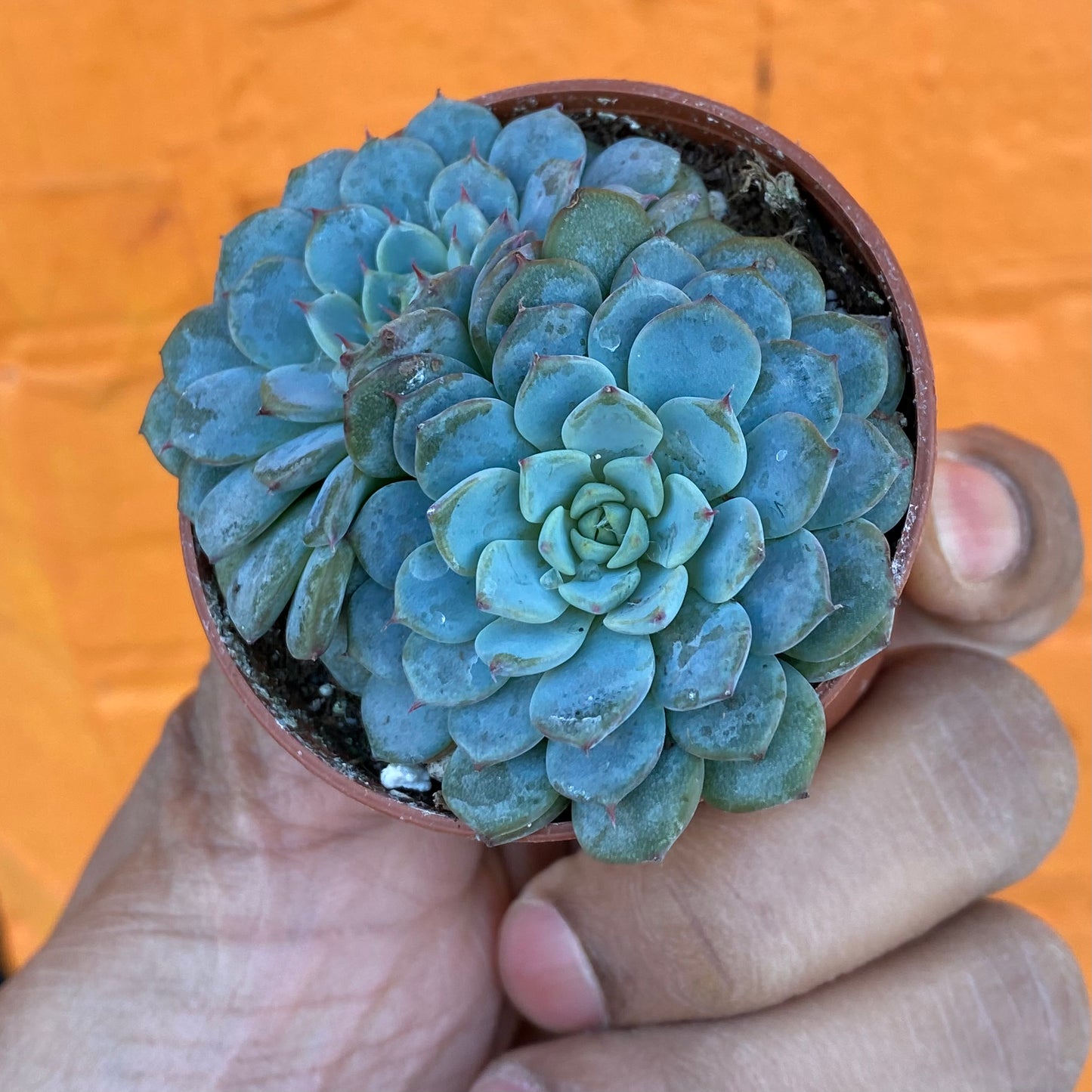 2.5" Echeveria minima