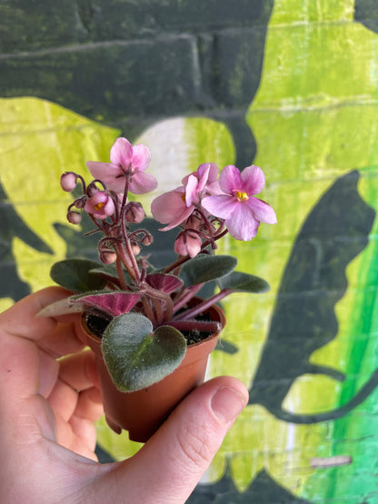 2.5" Saintpaulia | African Violet