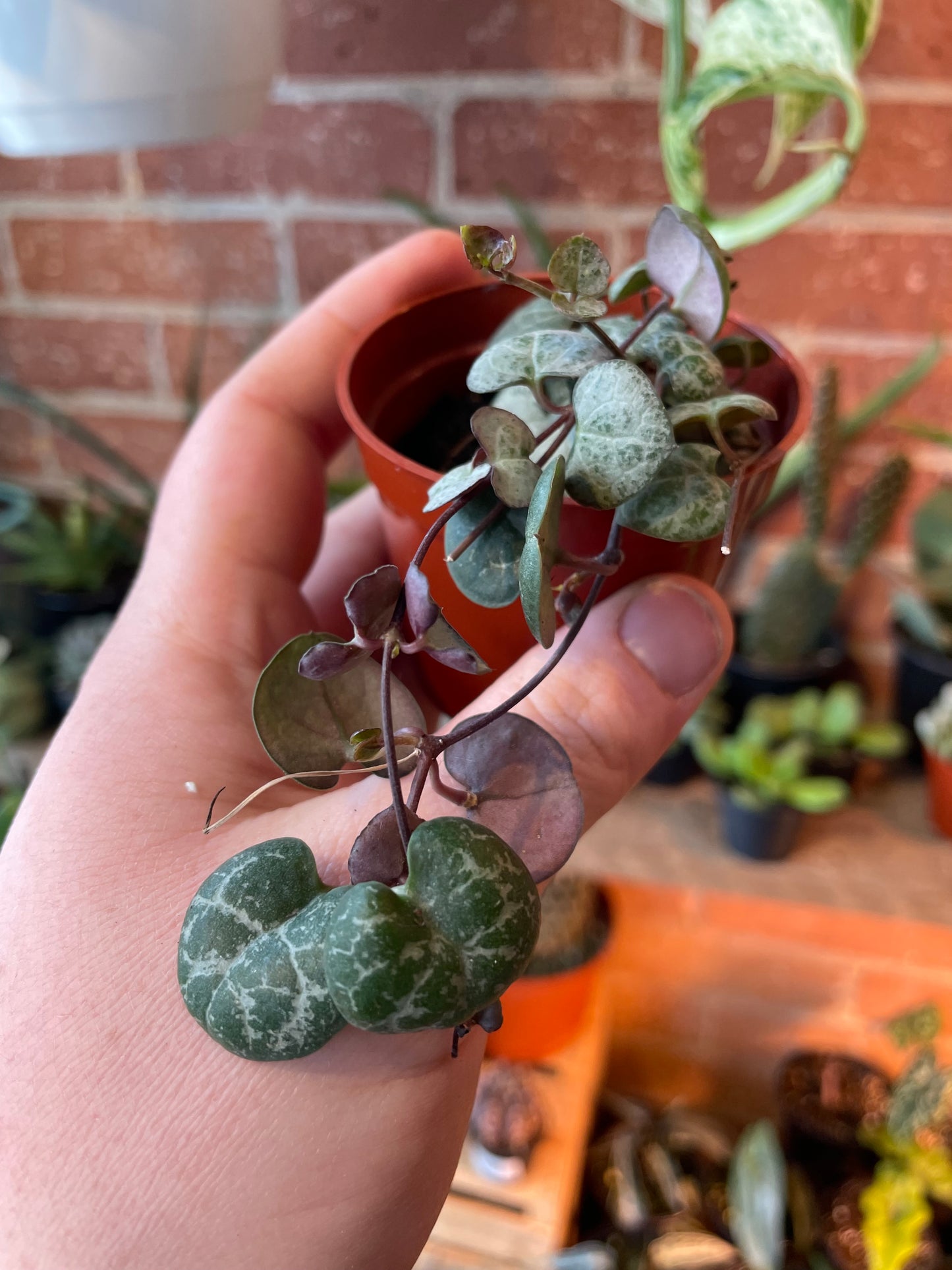 3" String Of Hearts | Ceropegia Woodii
