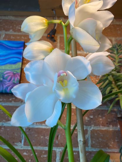 6" White Cymbidium Orchid