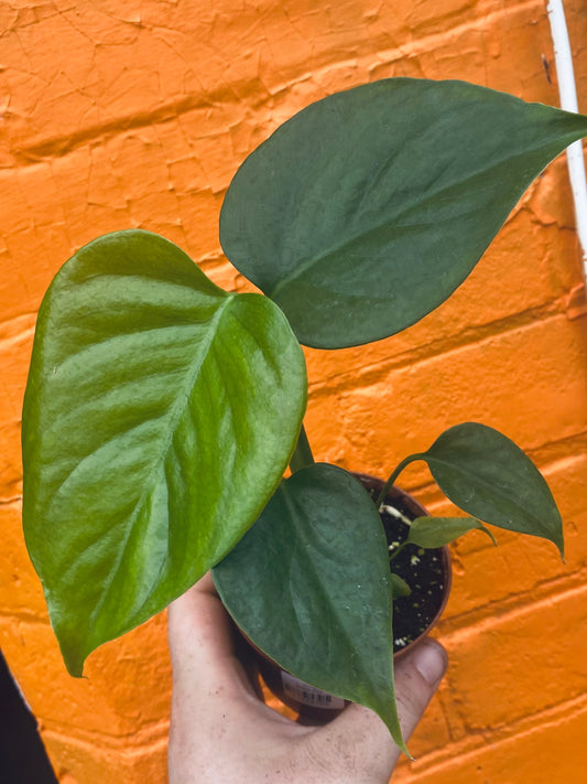 3.5” Monstera Sierrana