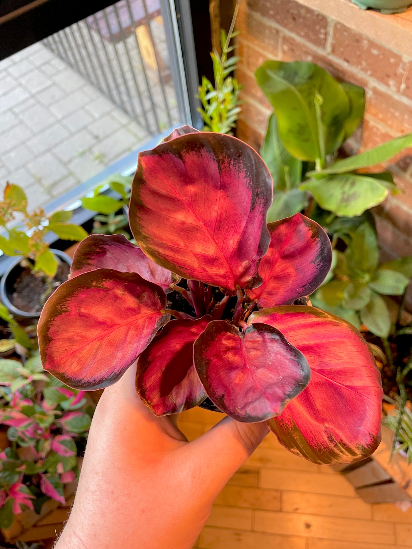 3.5” Calathea Roseopicta