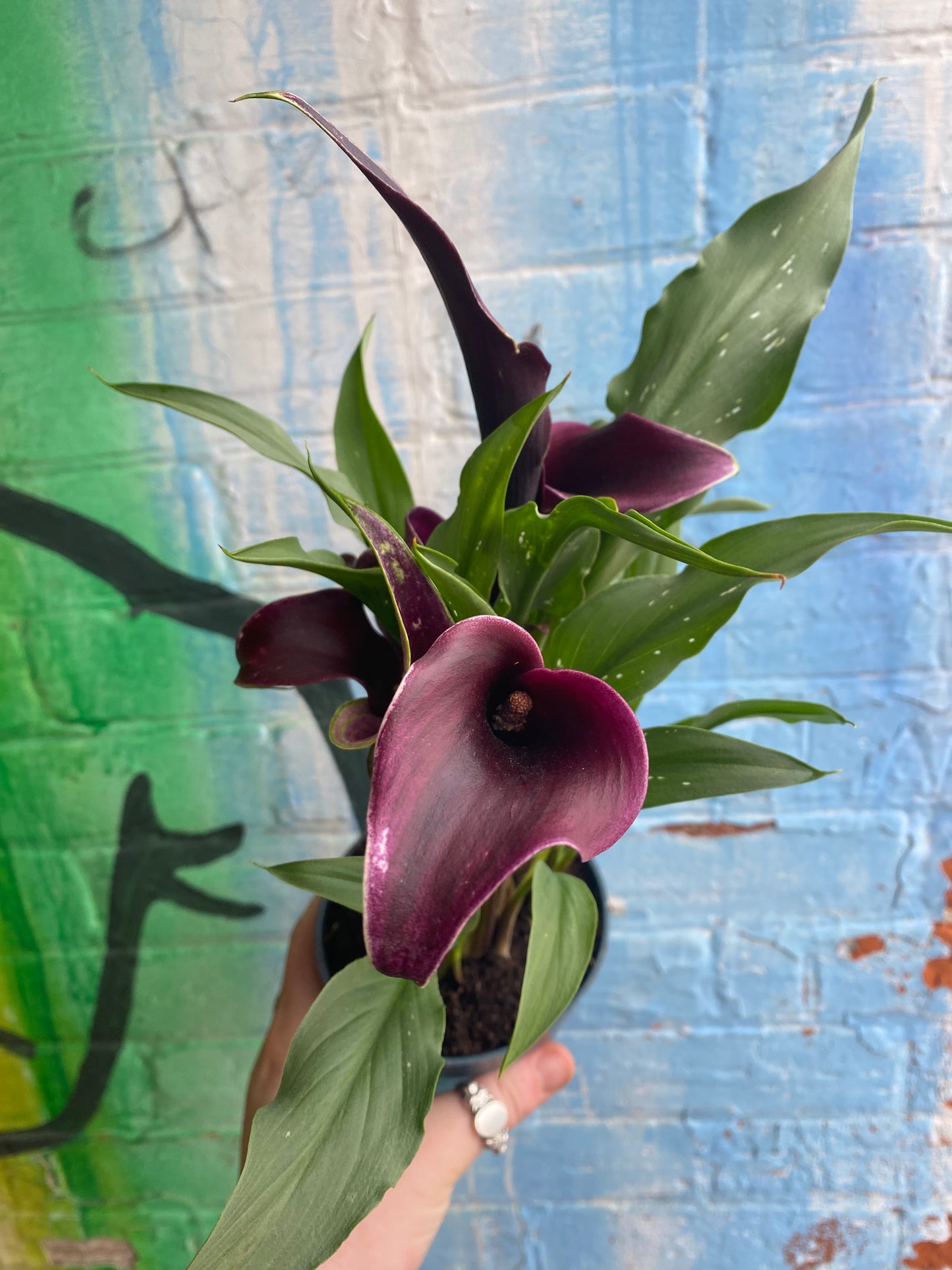 4" Dark Purple Calla Lily