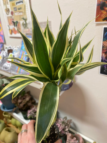 4” Variegated Dracaena Sanderiana | Lucky Bamboo
