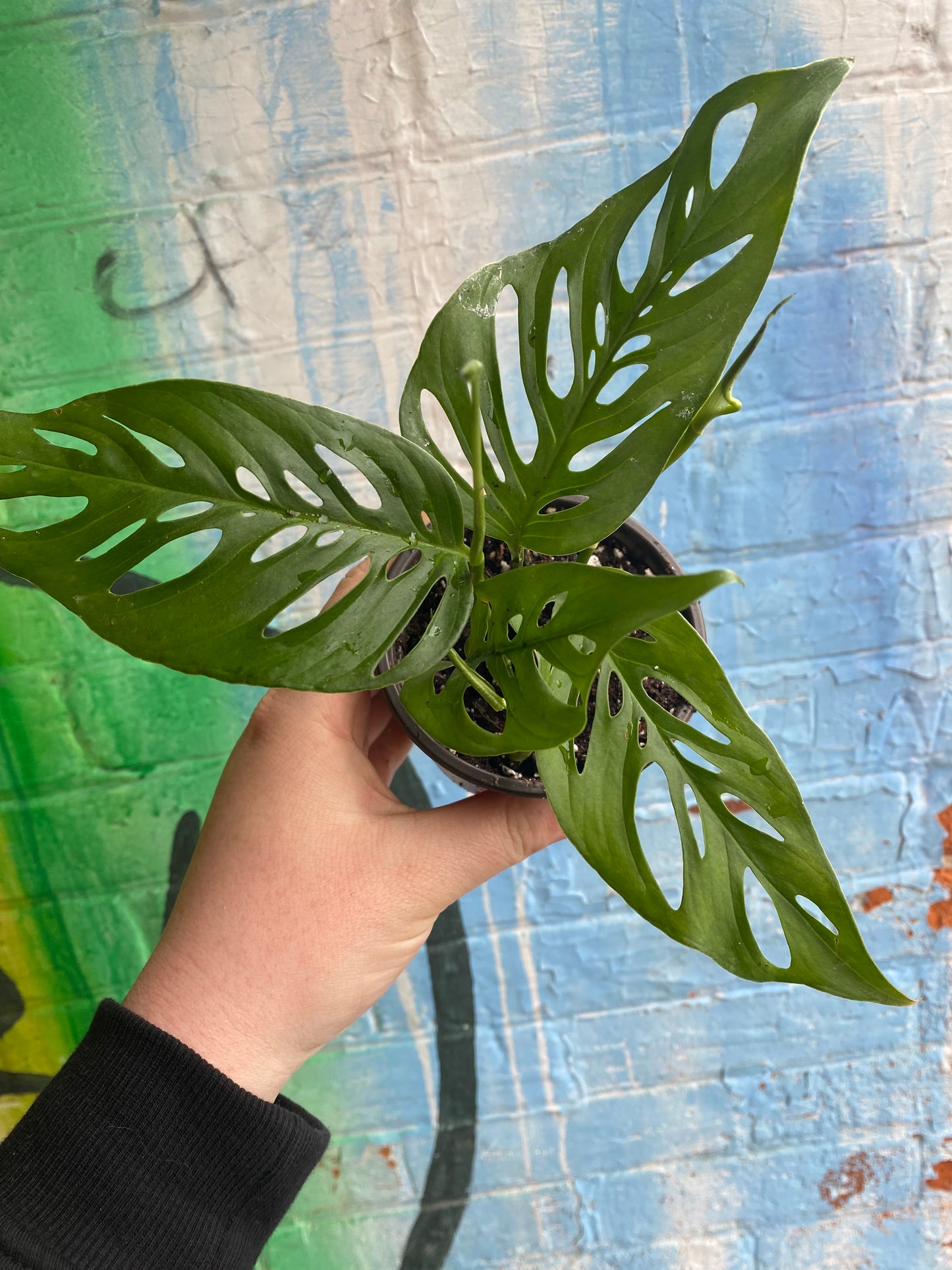 4” Monstera Adansonii