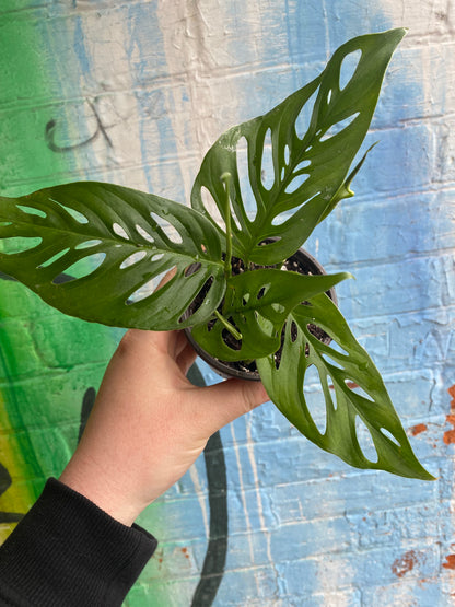 4” Monstera Adansonii