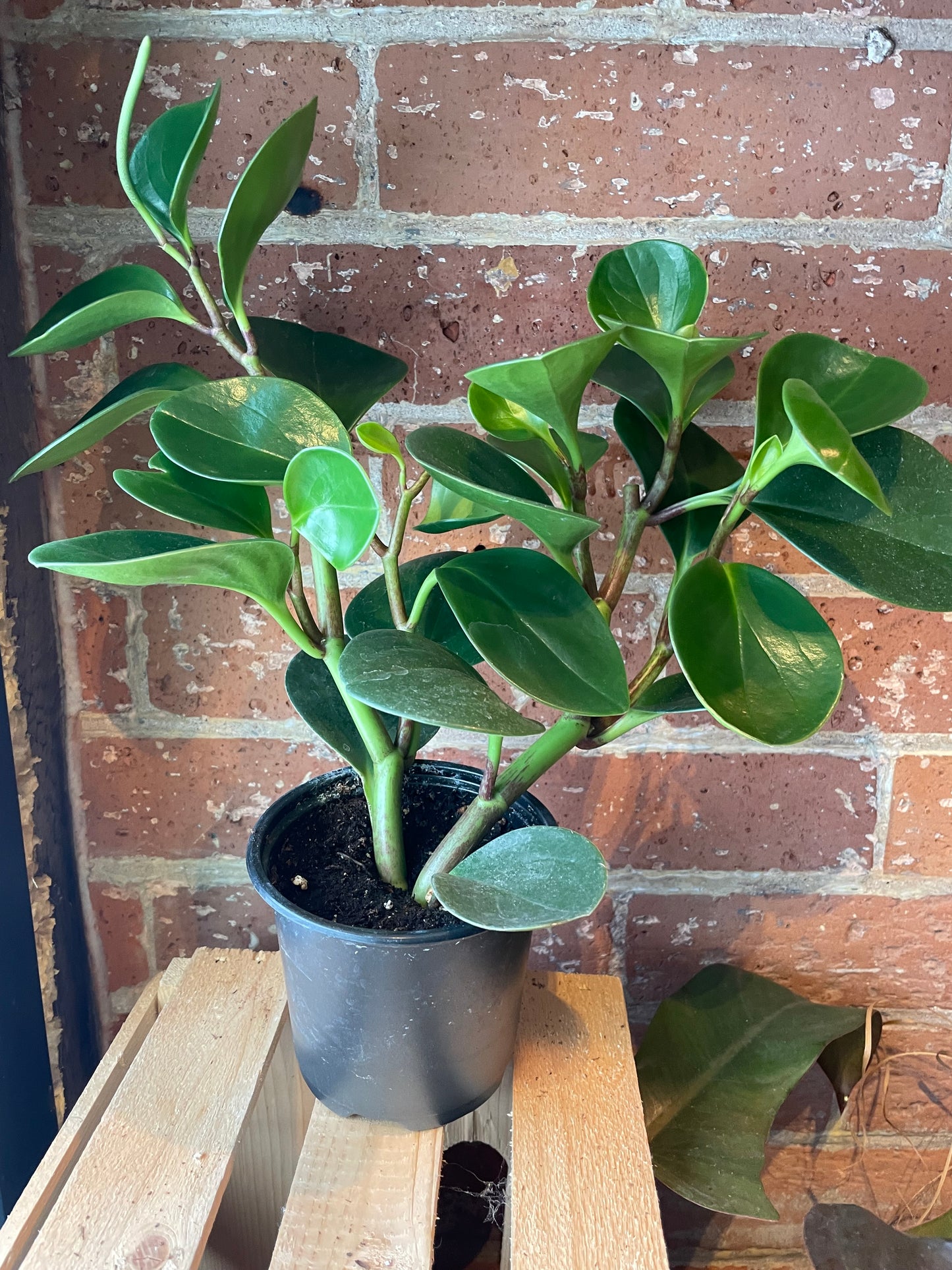 4" Peperomia Obtusifolia Green