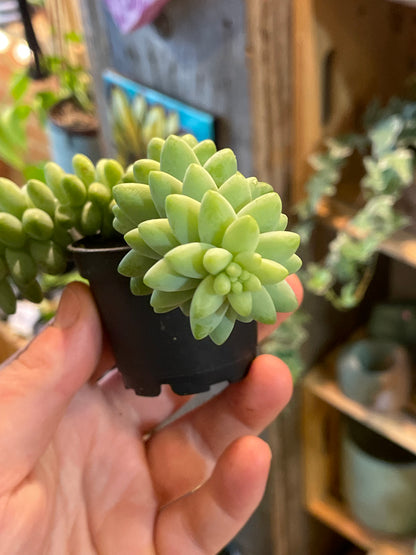 2.5” Sedum Morganium Burrito